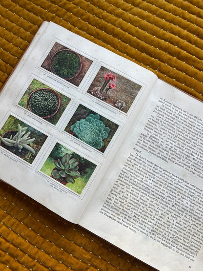 Cactus-Album Plaatjesalbum