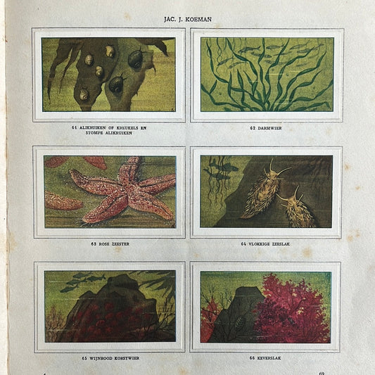 6 Verkade plaatjes Zeewateraquarium en terrarium 1930 (61-66)