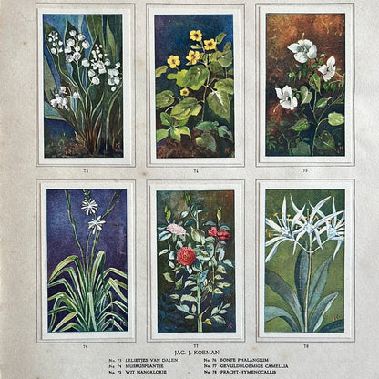 6 Verkade plaatjes Kamerplanten 1928 (73-78)