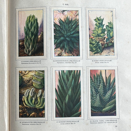 6 Verkade plaatjes Vetplanten 1932 (13-18)