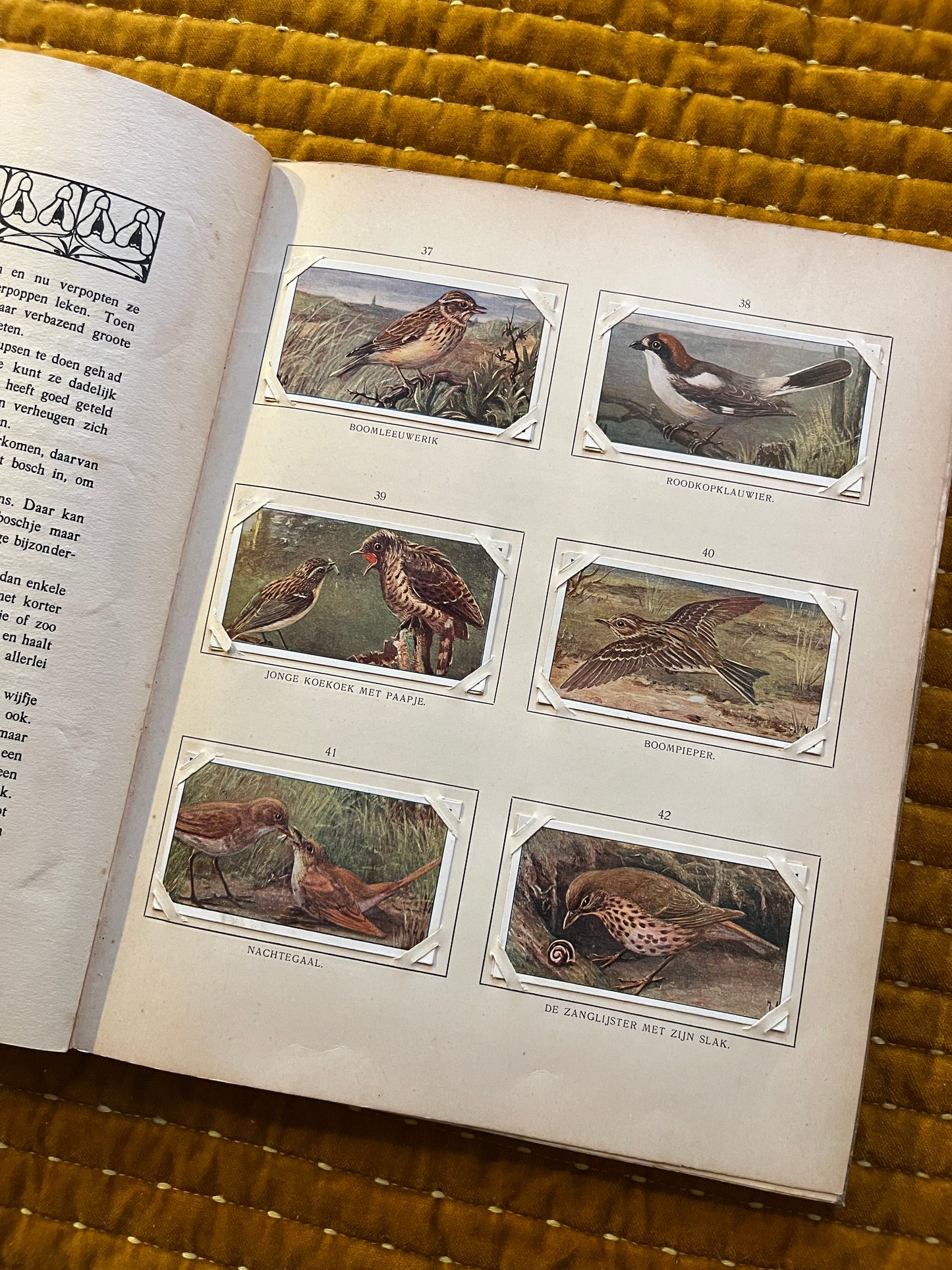 Blonde Duinen Verkade Plaatjesalbum 1910