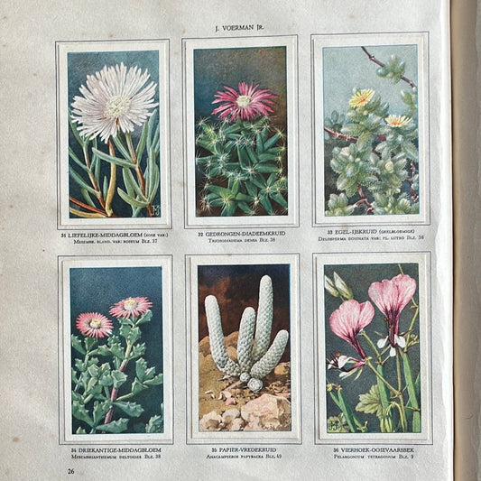 6 Verkade plaatjes Vetplanten 1932 (31-36)