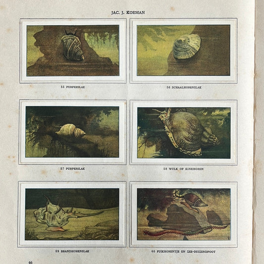 6 Verkade plaatjes Zeewateraquarium en terrarium 1930 (55-50)