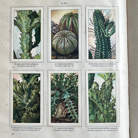 6 Verkade plaatjes Vetplanten 1932 (67-72)