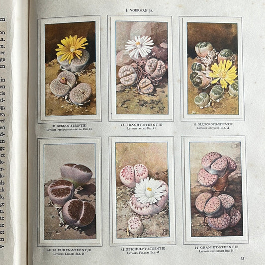 6 Verkade plaatjes Vetplanten 1932 (37-42)