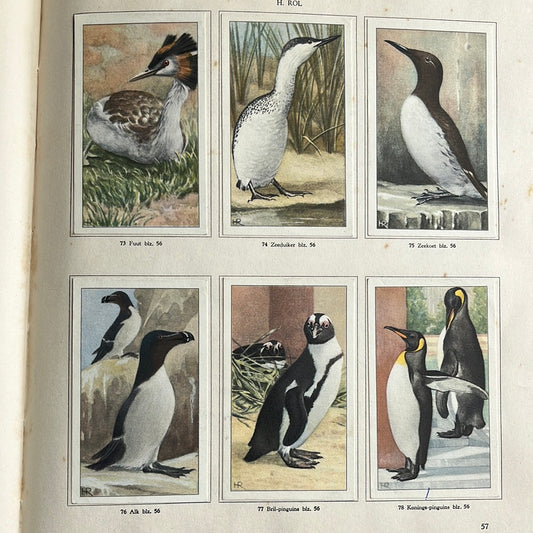 6 Verkade-Bilder Tierleben in Artis 1939 (73-78)