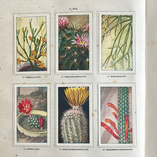 6 Verkade plaatjes Cactussen 1931 (55-60)
