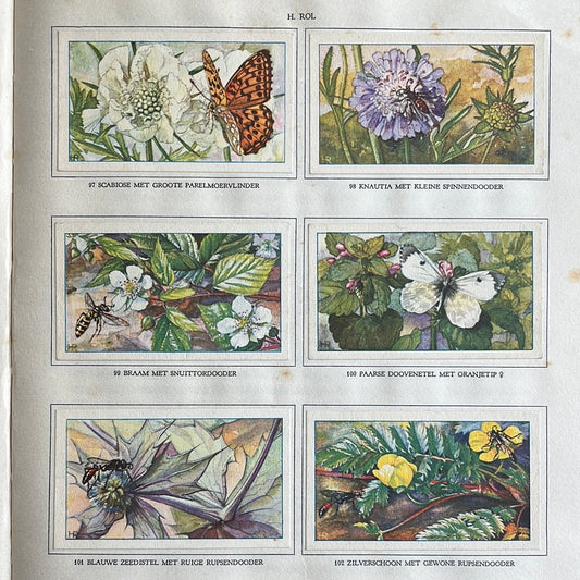6 Verkade plaatjes De bloemen en haar vrienden 1934 (97-102)