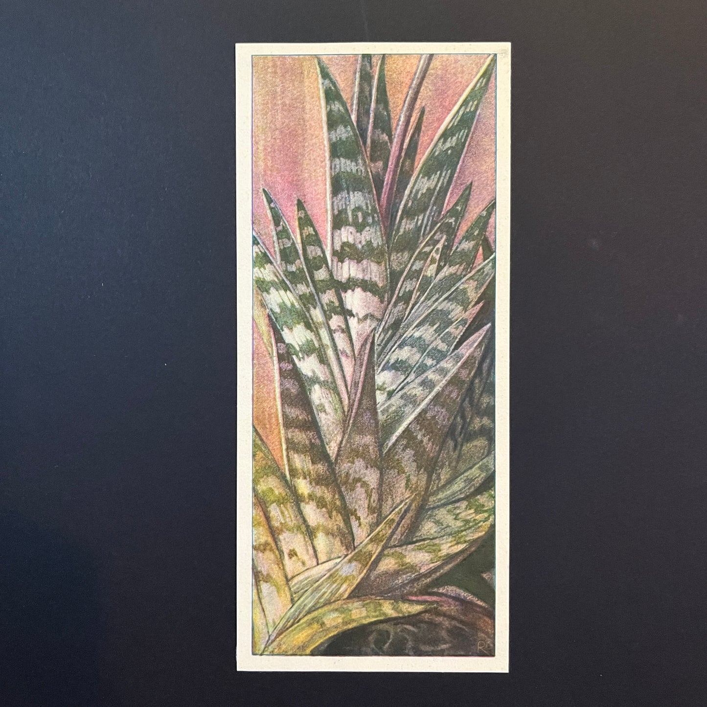 Fasanenröhrenaloe. Aloe Variegata. Aus dem Verkade-Album „Succulents“ von 1932.