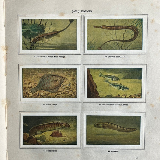 6 Verkade plaatjes Zeewateraquarium en terrarium 1930 (37-42)