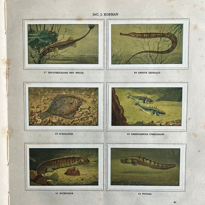 6 Verkade pictures Seawater aquarium and terrarium 1930 (37-42)