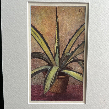 Gold-variegated agave 1928