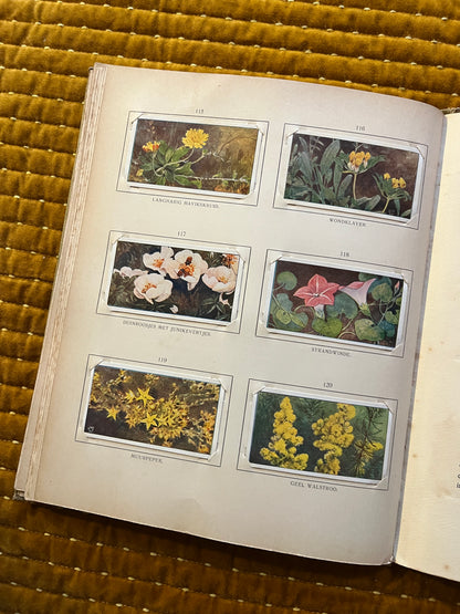 Blonde Duinen Verkade Plaatjesalbum 1910