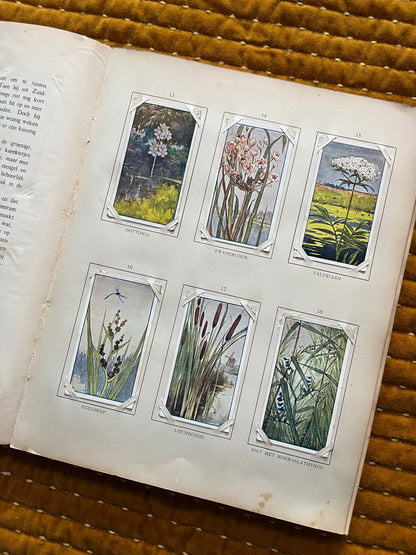 Zomer Verkade Plaatjesalbum 1907