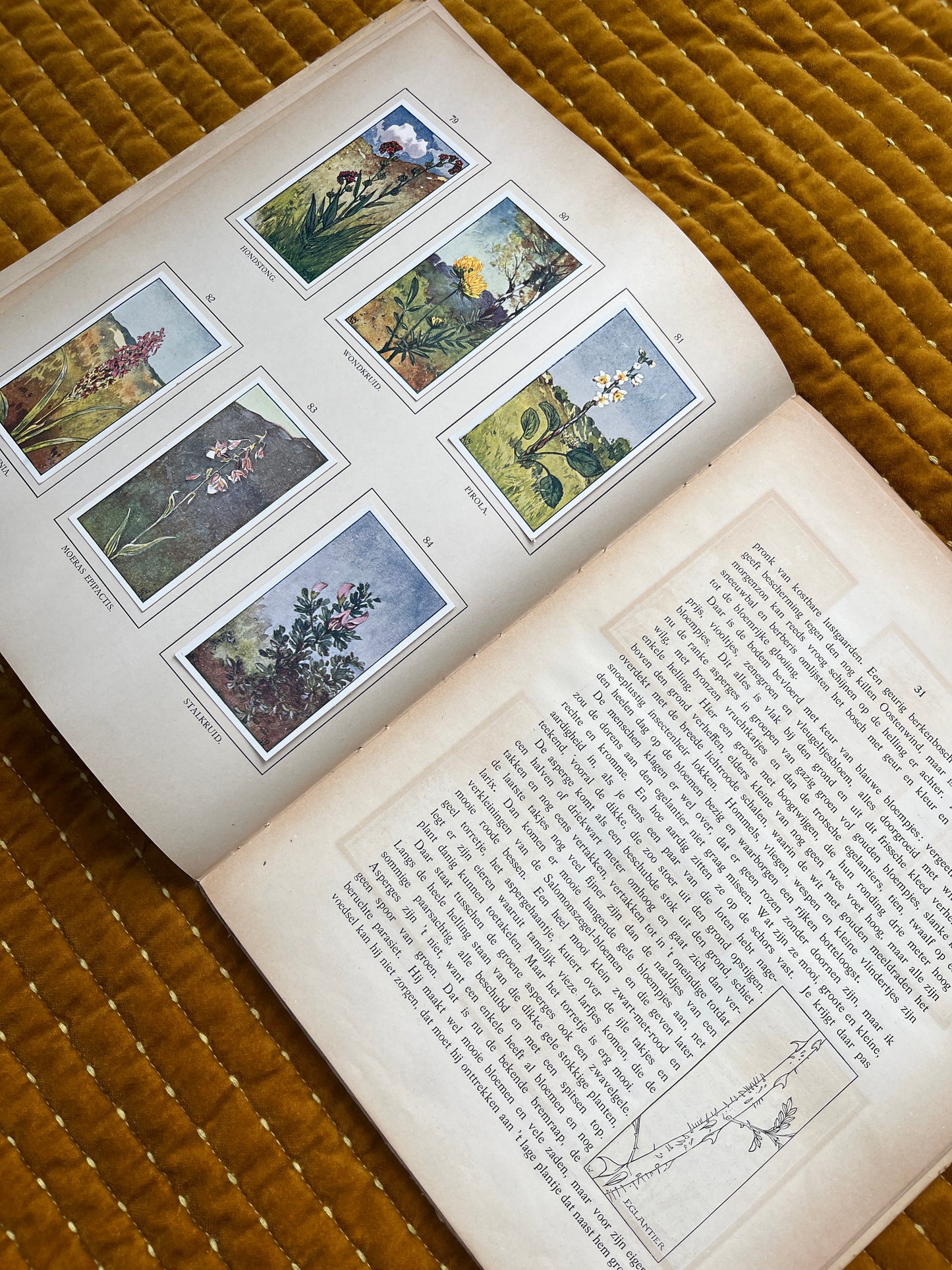 Zomer Verkade Plaatjesalbum 1908 (tweede druk)