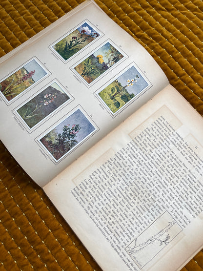 Zomer Verkade Plaatjesalbum 1908 (tweede druk)