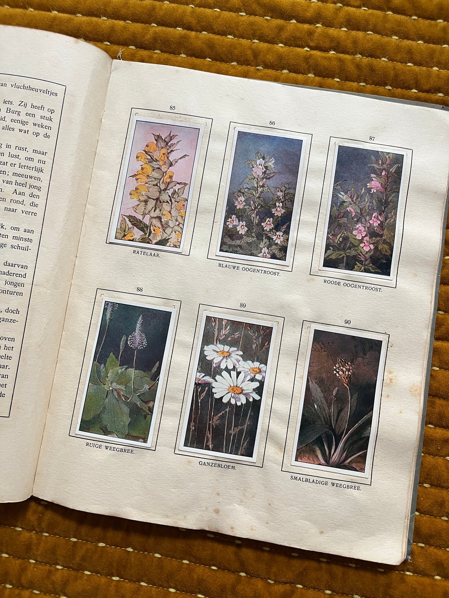 Das Bonte Wei Verkade-Bilderalbum 1911