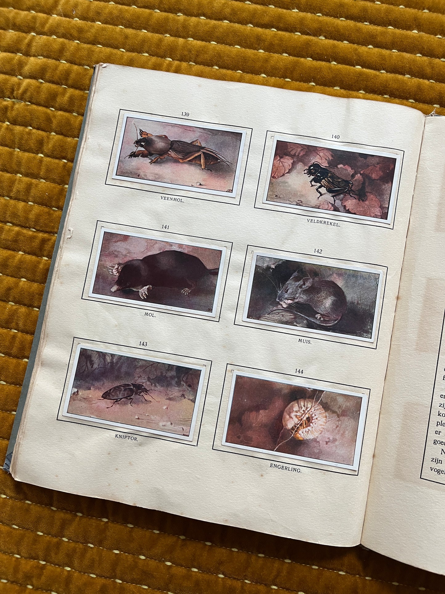 Das Bonte Wei Verkade-Bilderalbum 1911