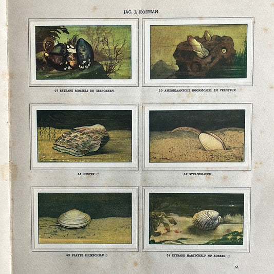 6 Verkade plaatjes Zeewateraquarium en terrarium 1930 (49-54)