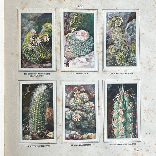 6 Verkade plaatjes Cactussen 1931 (103-108)