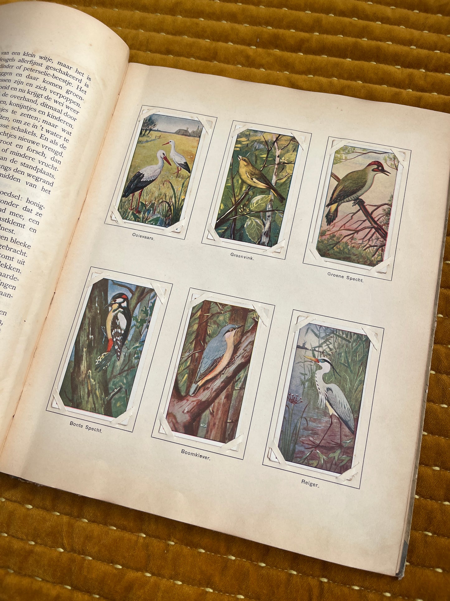 Lente Verkade Plaatjesalbum 1906