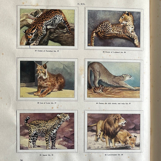 6 Verkade-Bilder Tierleben in Artis 1939 (37-42)