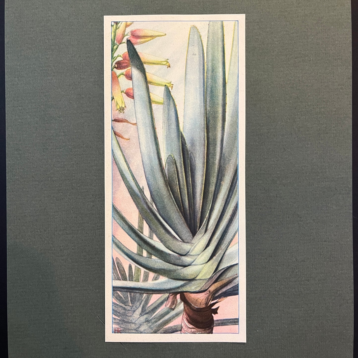 Fächerförmige röhrenförmige Aloe. Aloe Plicatilis. Aus dem Verkade-Album „Succulents“ von 1932.