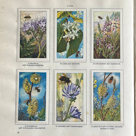 6 Verkade-Bilder Die Blumen und ihre Freunde 1934 (67-72)