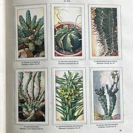 6 Verkade plaatjes Vetplanten 1932 (73-78)