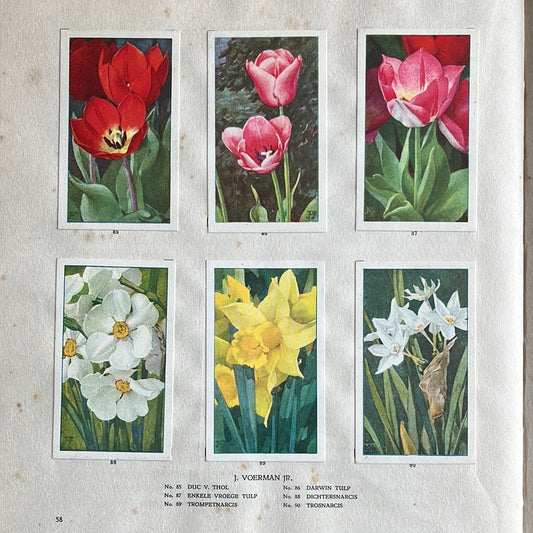 6 Verkade plaatjes De bloemen in onze tuin 1926 (85-90)