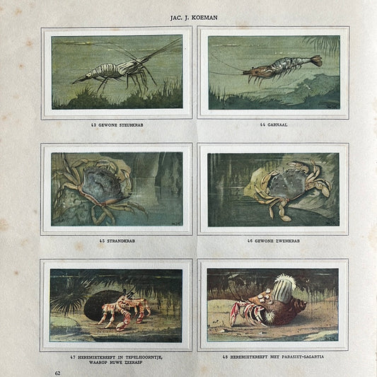 6 Verkade plaatjes Zeewateraquarium en terrarium 1930 (43-48)
