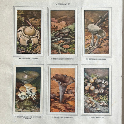 6 Verkade pictures Mushrooms 1929 (19-24)