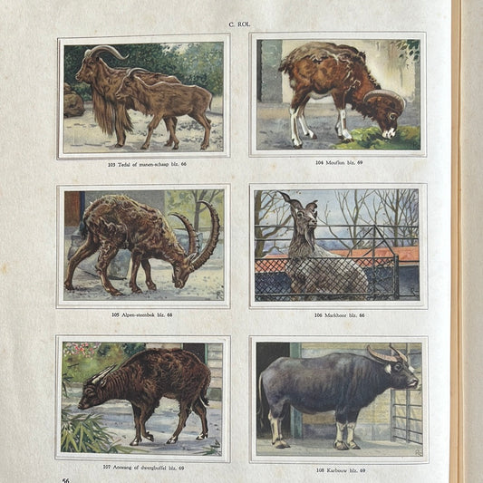 6 Verkade plaatjes Apen en hoefdieren in Artis 1940 (103-108)