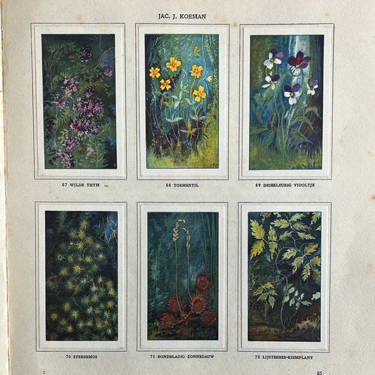 6 Verkade plaatjes Zeewateraquarium en terrarium 1930 (67-72)