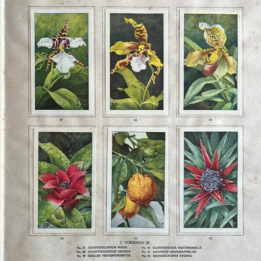 6 Verkade plaatjes Kamerplanten 1928 (37-42)