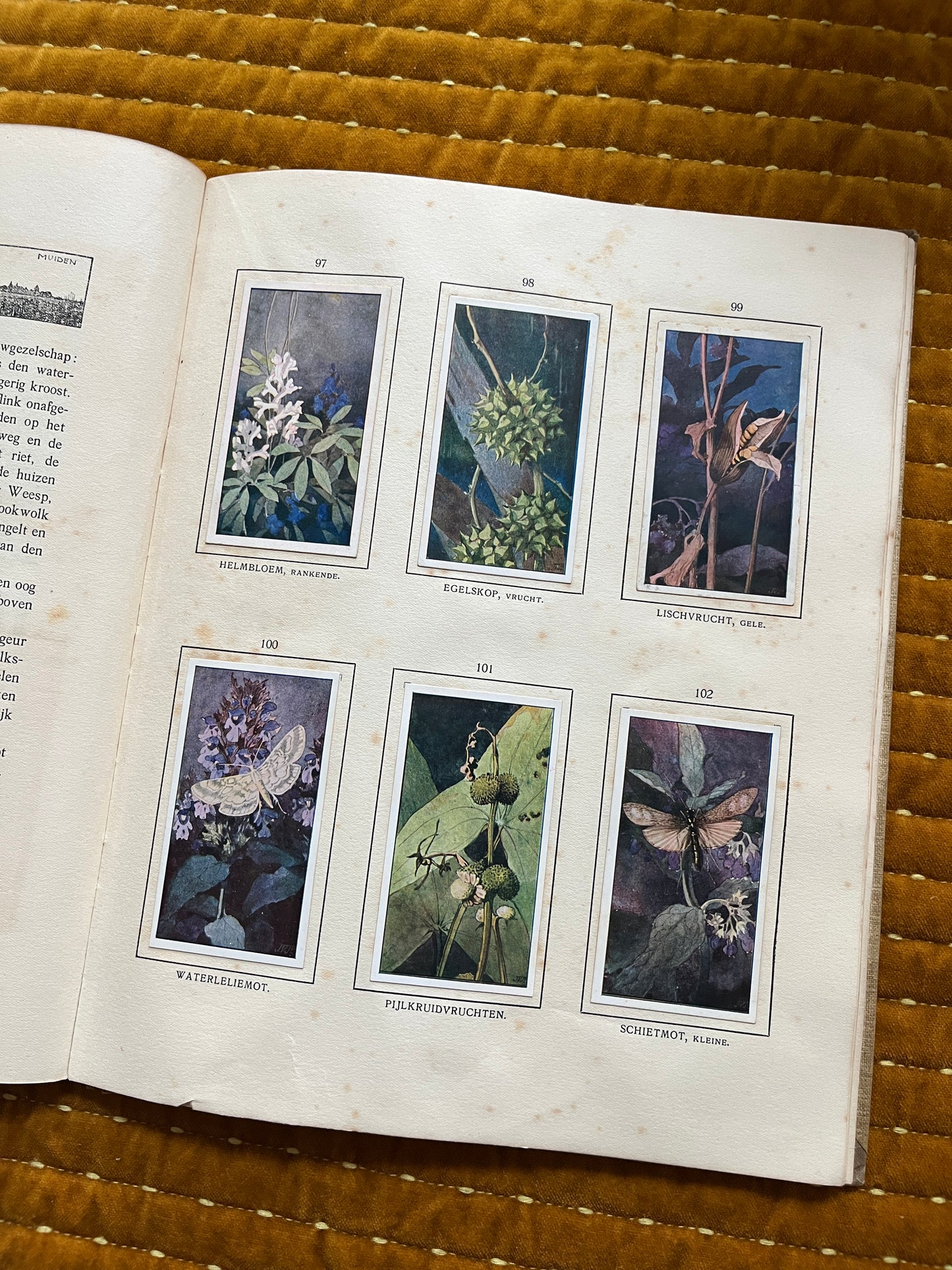 Das Naardermeer Verkade-Bilderalbum 1912