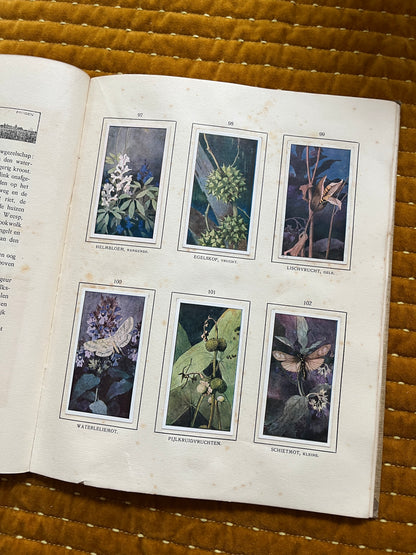 Das Naardermeer Verkade-Bilderalbum 1912