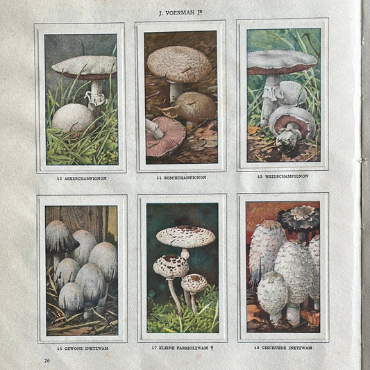 6 Verkade-Bilder Pilze 1929 (43-48)