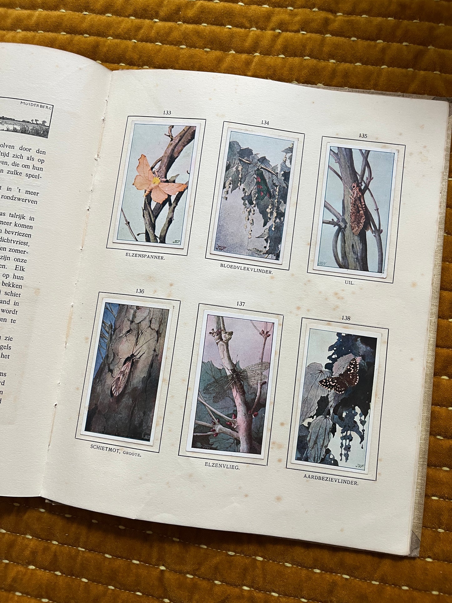 Das Naardermeer Verkade-Bilderalbum 1912