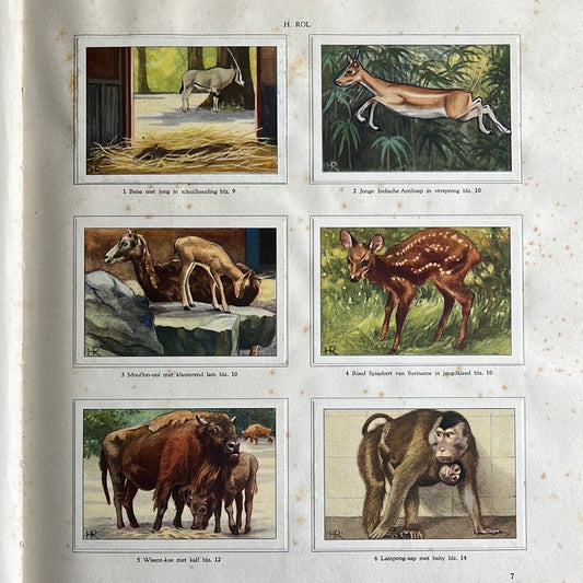 6 Verkade-Bilder Tierleben in Artis 1939 (1-6)