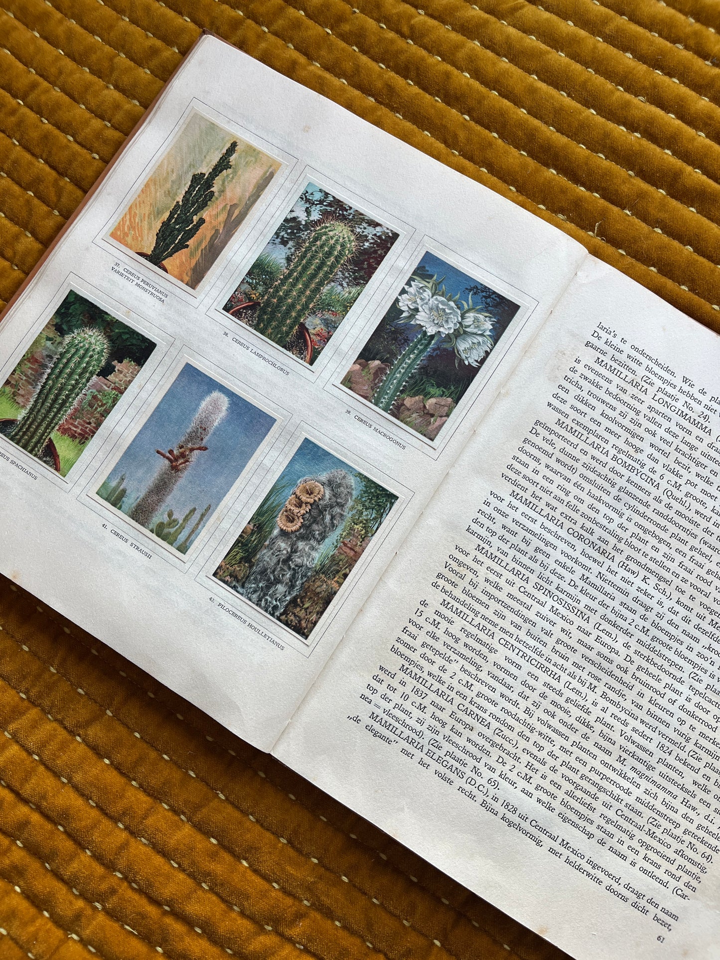 Cactus-Album Plaatjesalbum