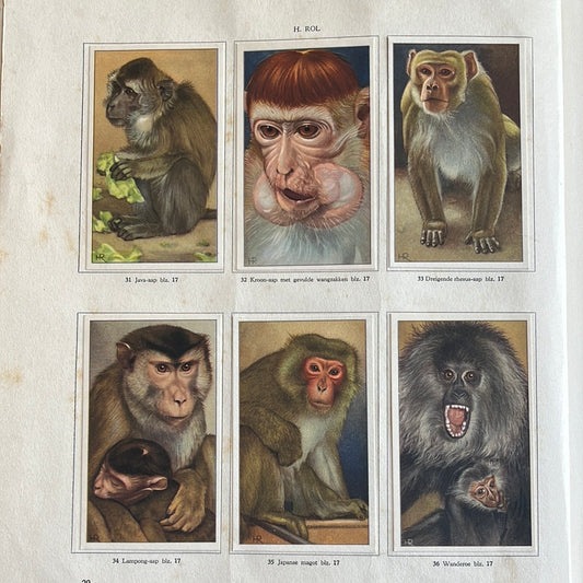 6 Verkade plaatjes Apen en hoefdieren in Artis 1940 (31-36)