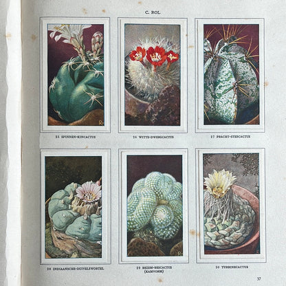 6 Verkade pictures Cacti 1931 (25-30)