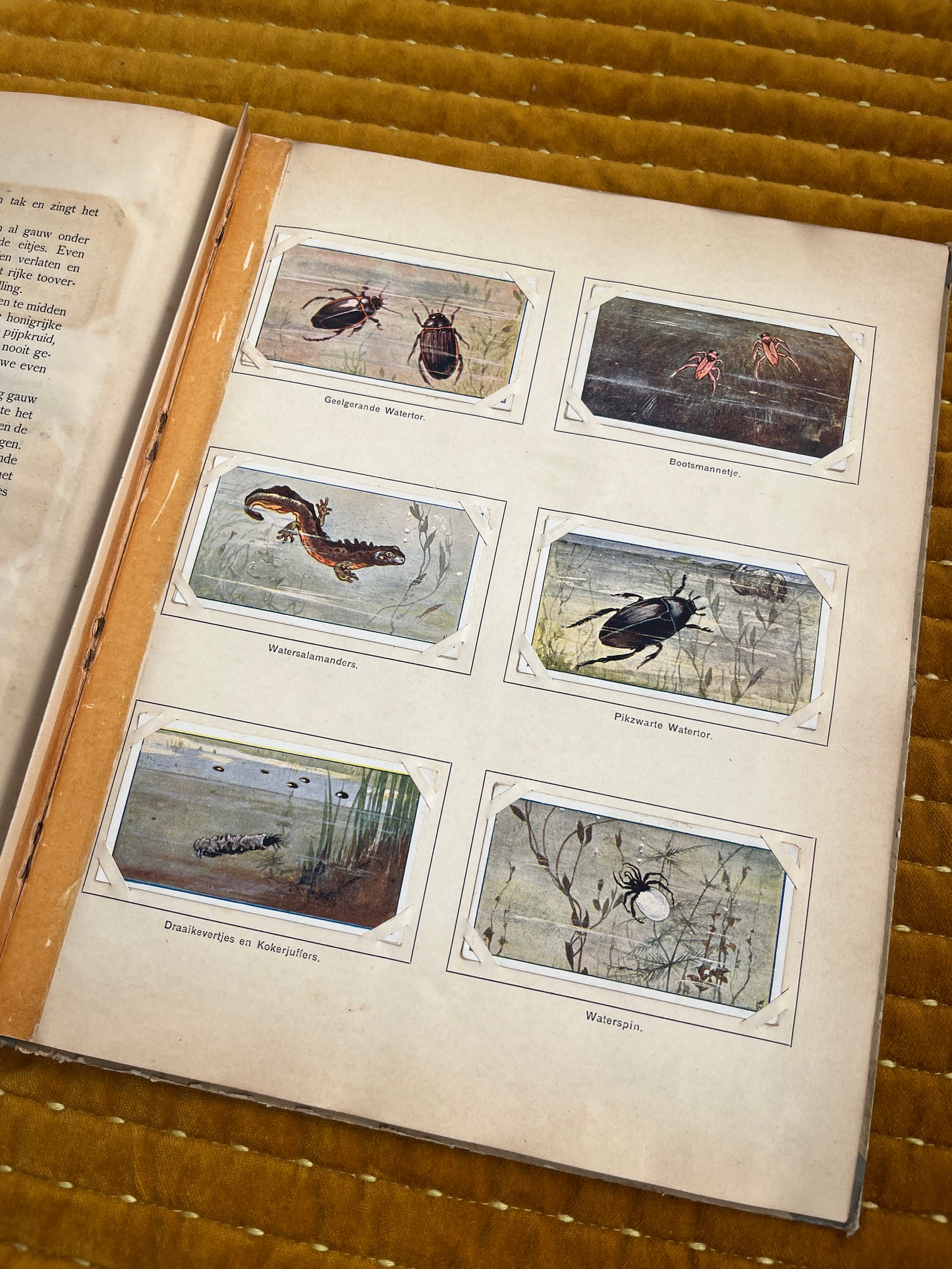 Lente Verkade Plaatjesalbum 1906