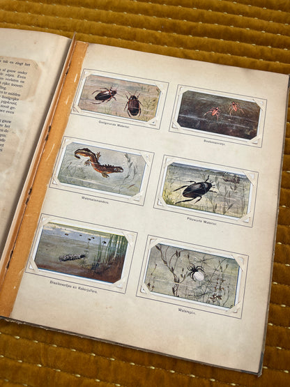 Lente Verkade Plaatjesalbum 1906