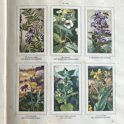 6 Verkade plaatjes De bloemen en haar vrienden 1934 (49-54)