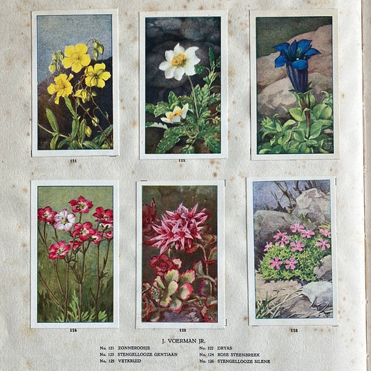 6 Verkade plaatjes De bloemen in onze tuin 1926 (121-126)