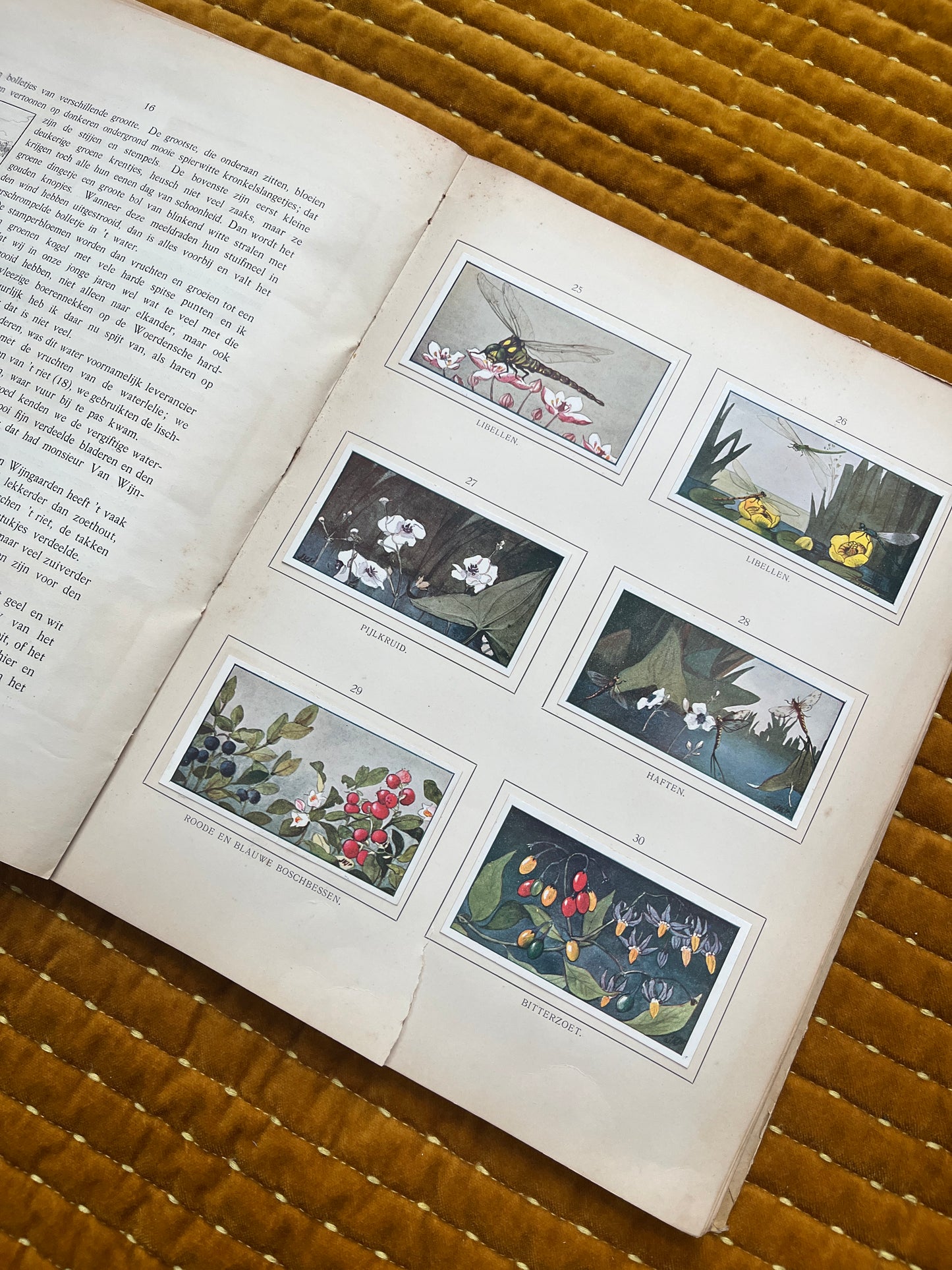 Zomer Verkade Plaatjesalbum 1907 (derde druk)