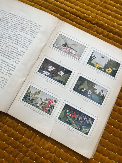 Zomer Verkade Plaatjesalbum 1907 (derde druk)