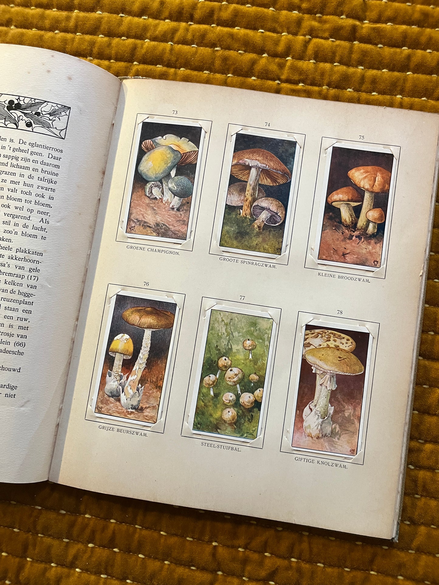 Blonde Duinen Verkade Plaatjesalbum 1910